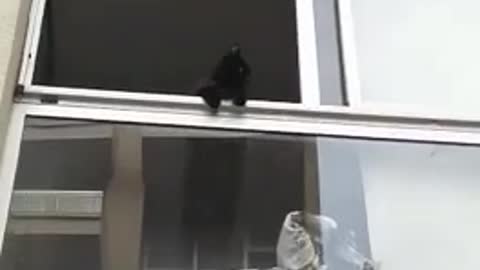 Black cat just hanging out outside of window