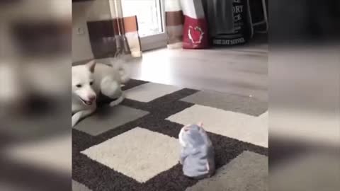 Dog against Toy Dog