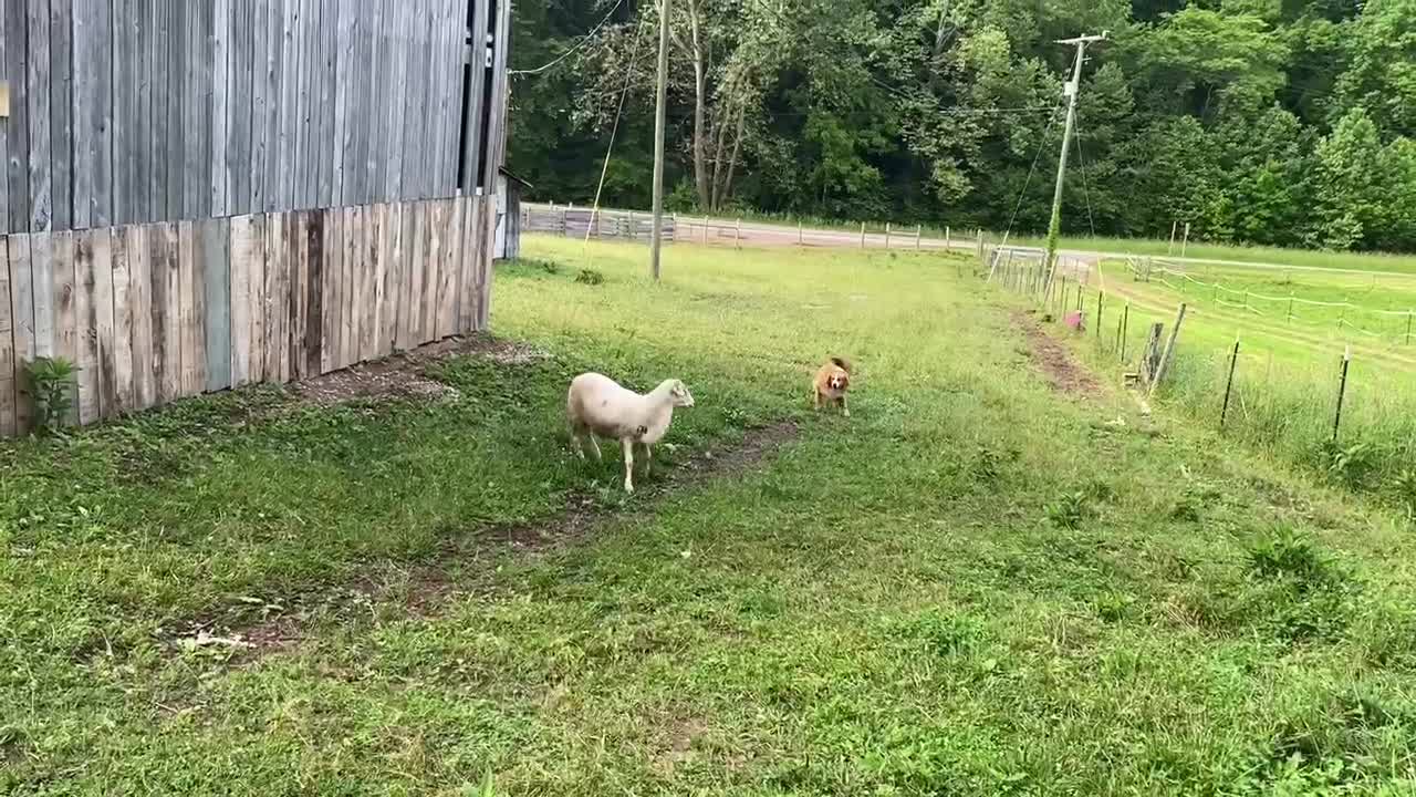 Gator Picks A Fight With Ram, I Think The Ram Means Business