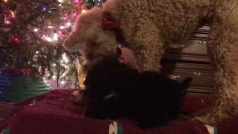 Terrific Trio Terrible | Funny Dog