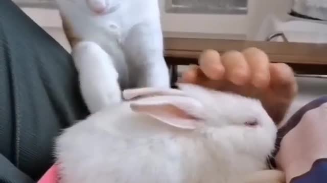 Cat wanting to have lunch with the rabbit