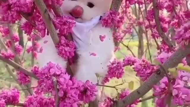 Funny and Cute Cats Videos #170