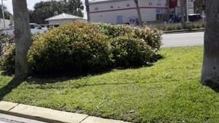 Young Driver Causes Chaos in Daytona