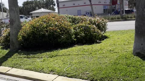 Young Driver Causes Chaos in Daytona