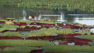 Las llamas consumen la amazonía