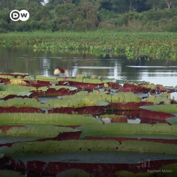 Las llamas consumen la amazonía