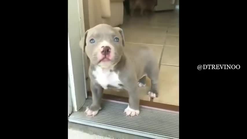 BABY PITBULLS CUTE MOMENTS