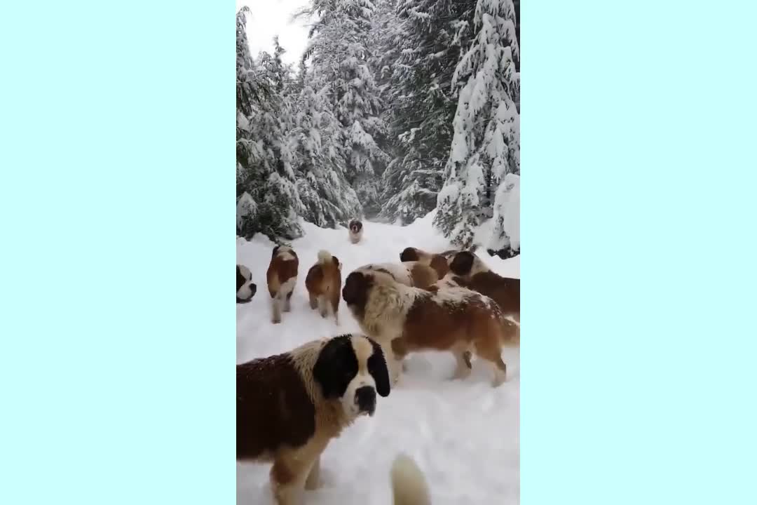 cute and amazing dogs playing in snow !