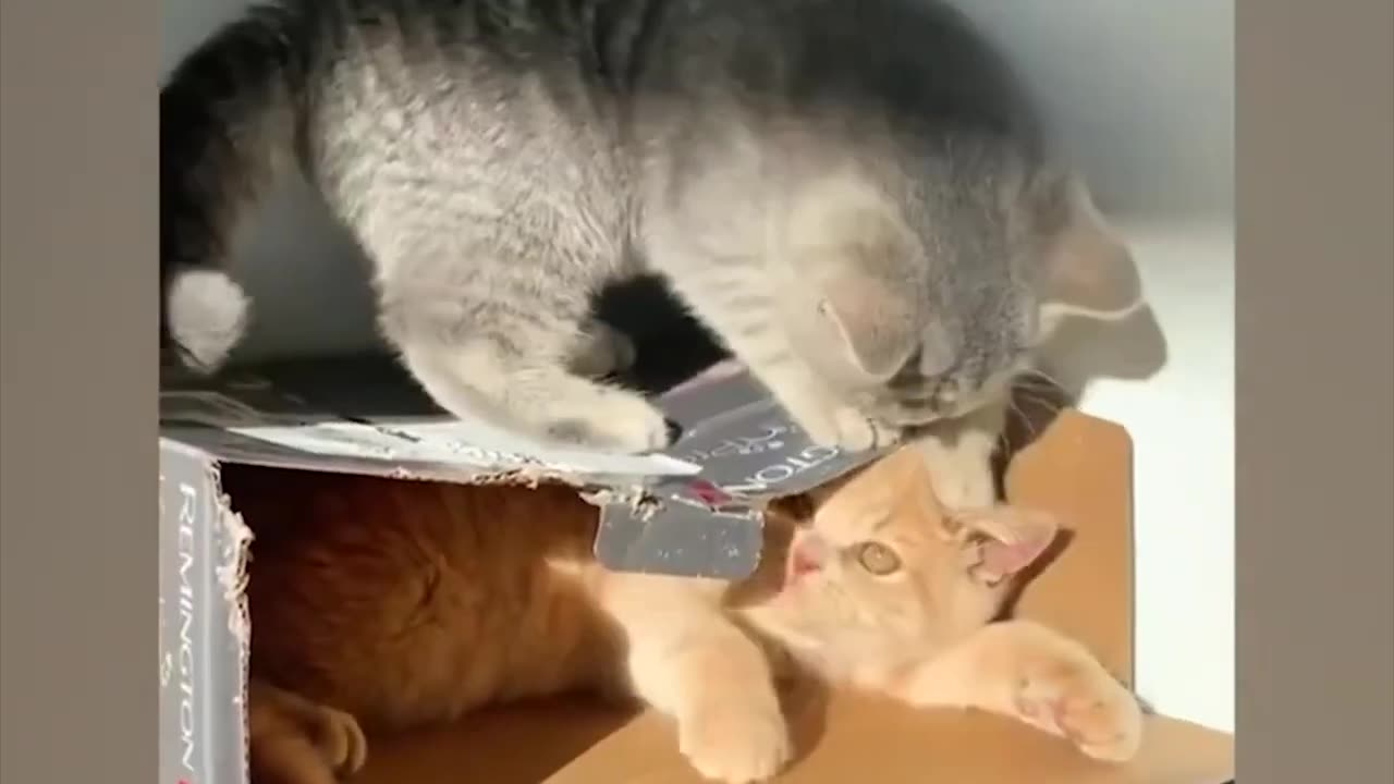 10 minutes Funniest Pets ๐ถ Dogs and ๐ป Cats๐ Try Not To Laugh ๐น๐ถ Funny animal videos