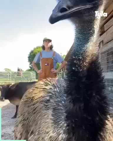 Anti-Loosh Video Number 213. LOOSH is real and bad. Explained below and watch the video