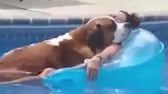 Messing up with animals ViralSnare