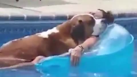 Messing up with animals ViralSnare