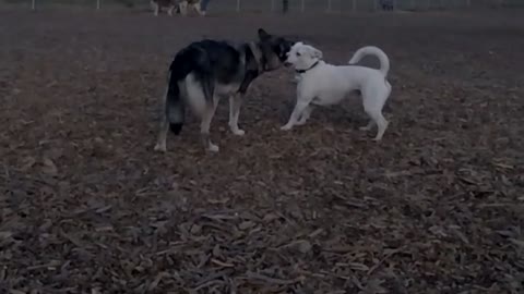 Chihuahua versus German shepherd