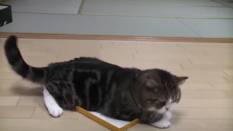Maru and small Boxes