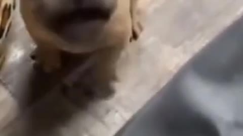 Super Funny Pug Videos 😂LAUGH at FUNNY DOGS 🐶