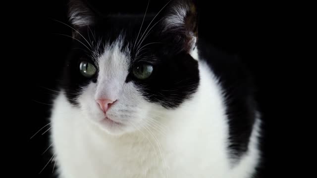 Kitty πΊCat π looking so Gorgeous ππ way love this cat π