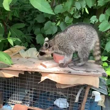 This Raccoon Loves to Stay in Our Yard / #Shorts