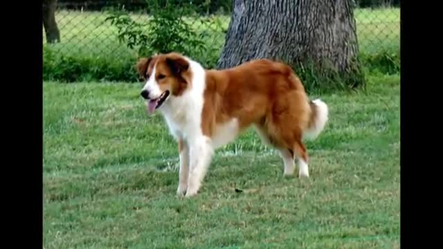 AWESOME CUTE ANIMALS relieves your STRESS TODAY enjoy ! 🐶🤪