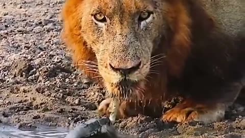 A turtle that disturbs a lion's drinking water. The reaction of the lion is interesting