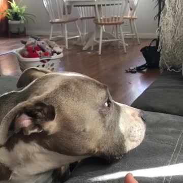 Argumentative dog subtitles