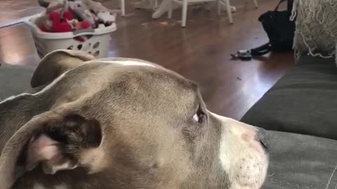 Argumentative dog subtitles