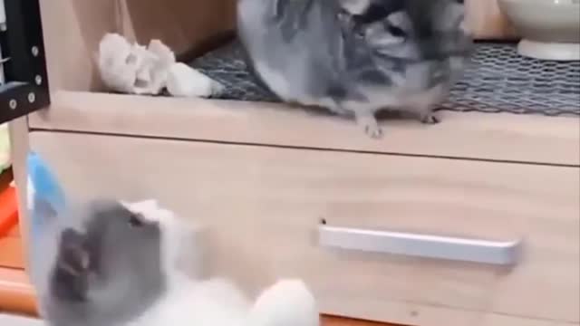 Funniest Cats 😹 - Don't try to hold back Laughter 😂 - Catz43