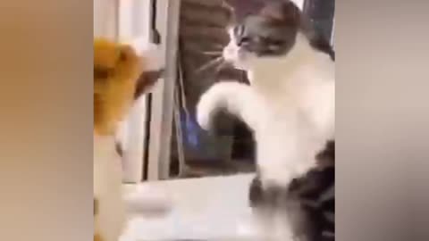 Funny cat and dog please video share and like