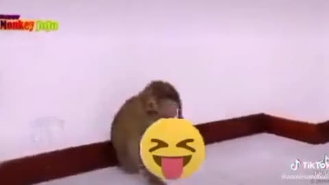 Funny monkey video