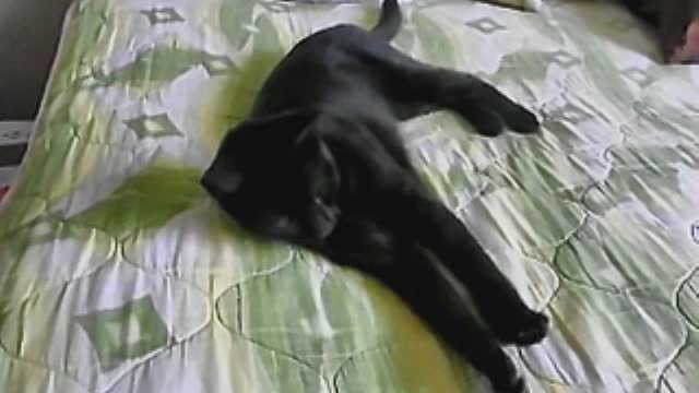 Kitty on a bed