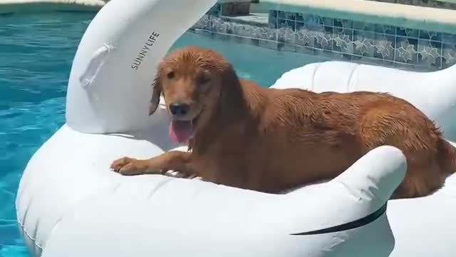 Dog swimming pool funny videos