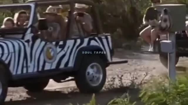Funny video