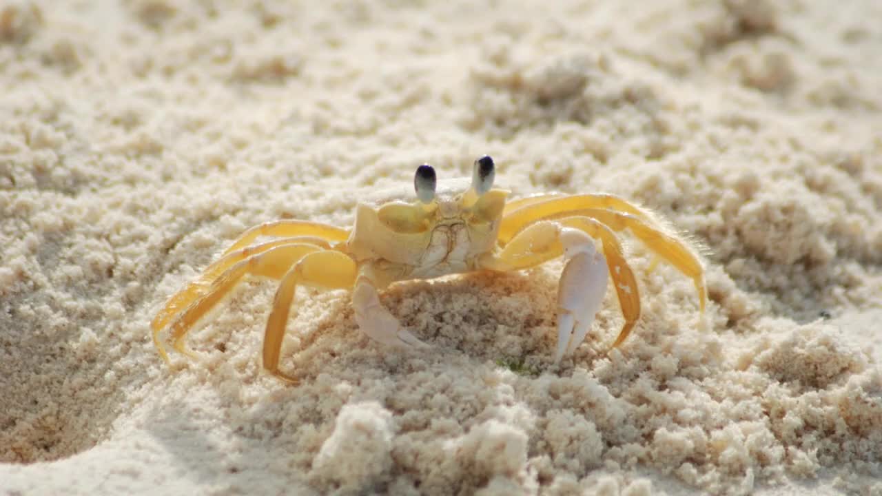 Crab sound effects and noises! 2 min 30 seconds