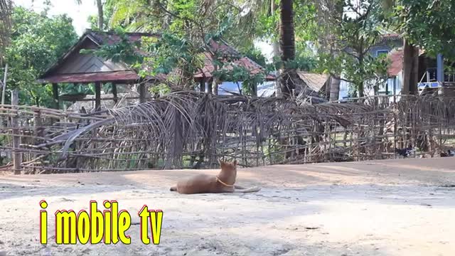 Aluminium box vs animals prank