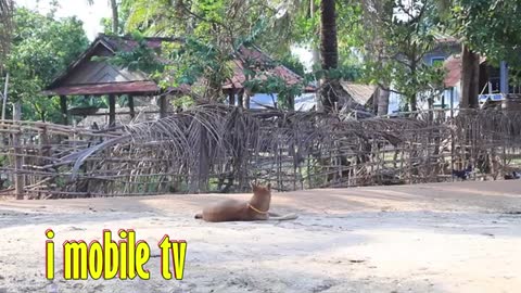 Aluminium box vs animals prank