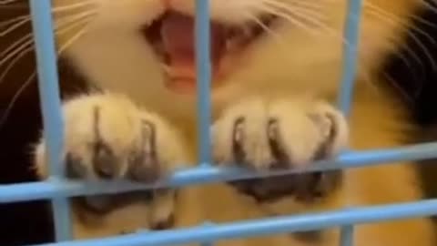 Cute Baby Cat🥰 Viral cats 🥰Pet lovers 🥰