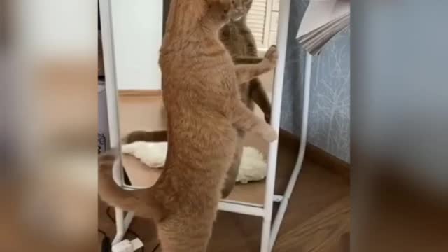 Cat funny moment