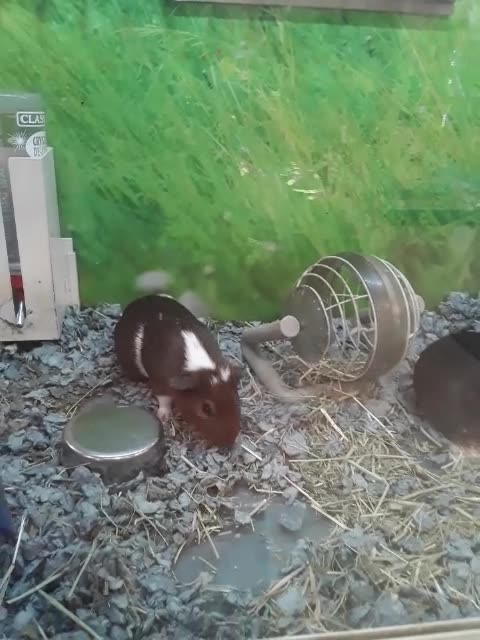 Liberal College Students