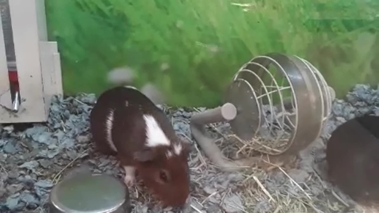 Liberal College Students