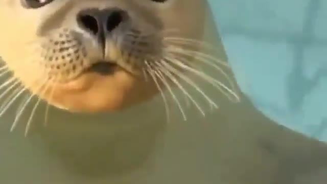 Very cute seal
