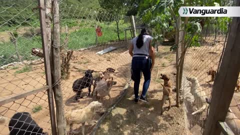 Vanguardia Investiga: Animales abandonados