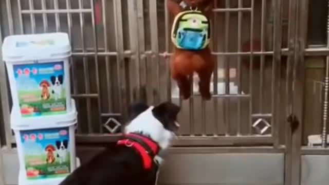 Smart Dogs