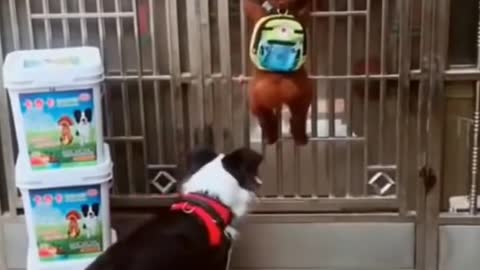 Smart Dogs