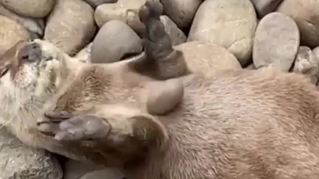 Otter practices juggling This will make anyone smile