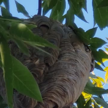 No mortgage payments for these wasps😀