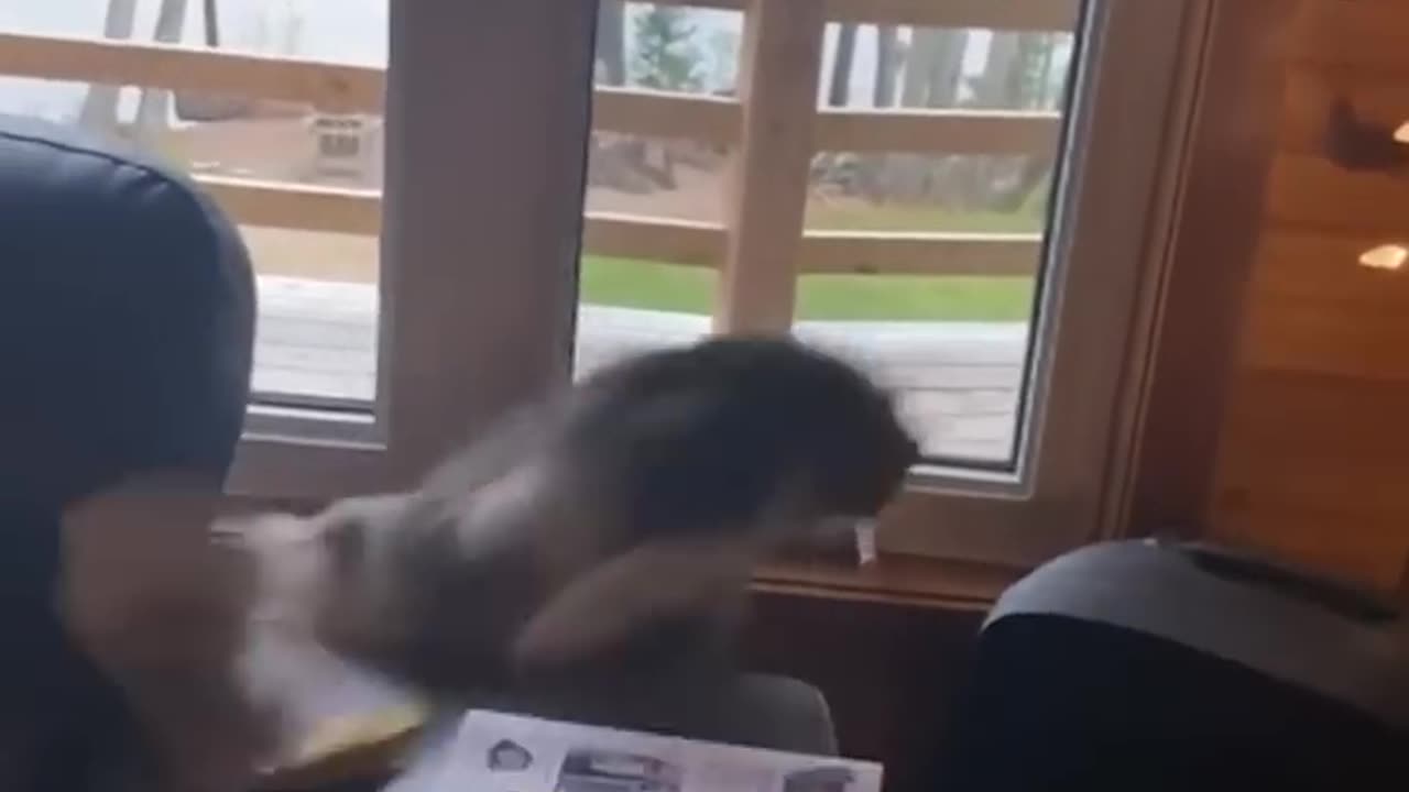 Funny animals - Funny cats and dogs - Funny animal videos 2023🤣