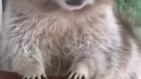 Raccoon: “don’t touch my grapes