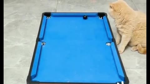 Cats play pool