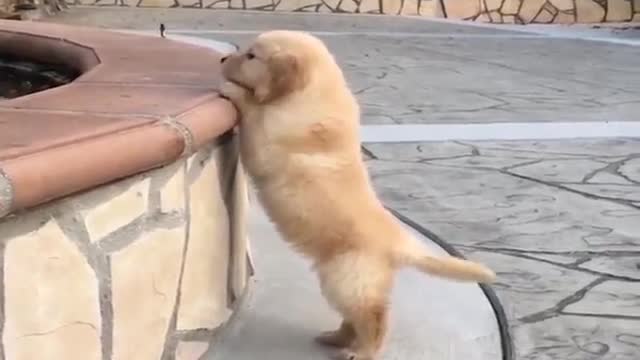 Funniest & Cutest Labrador Puppies #2 - Funny Puppy Videos