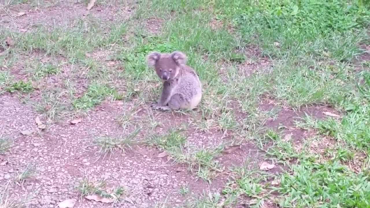 Koala baby rescue-4