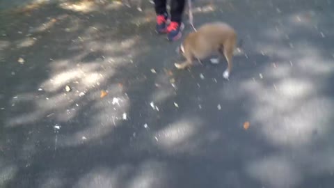 I Let My Dogs Walk Me For A Day